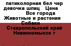 патиколорная бел/чер девочка шпиц › Цена ­ 15 000 - Все города Животные и растения » Собаки   . Ставропольский край,Невинномысск г.